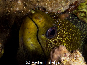 Moray eel with cleaner shrimp by Pieter Firlefyn 